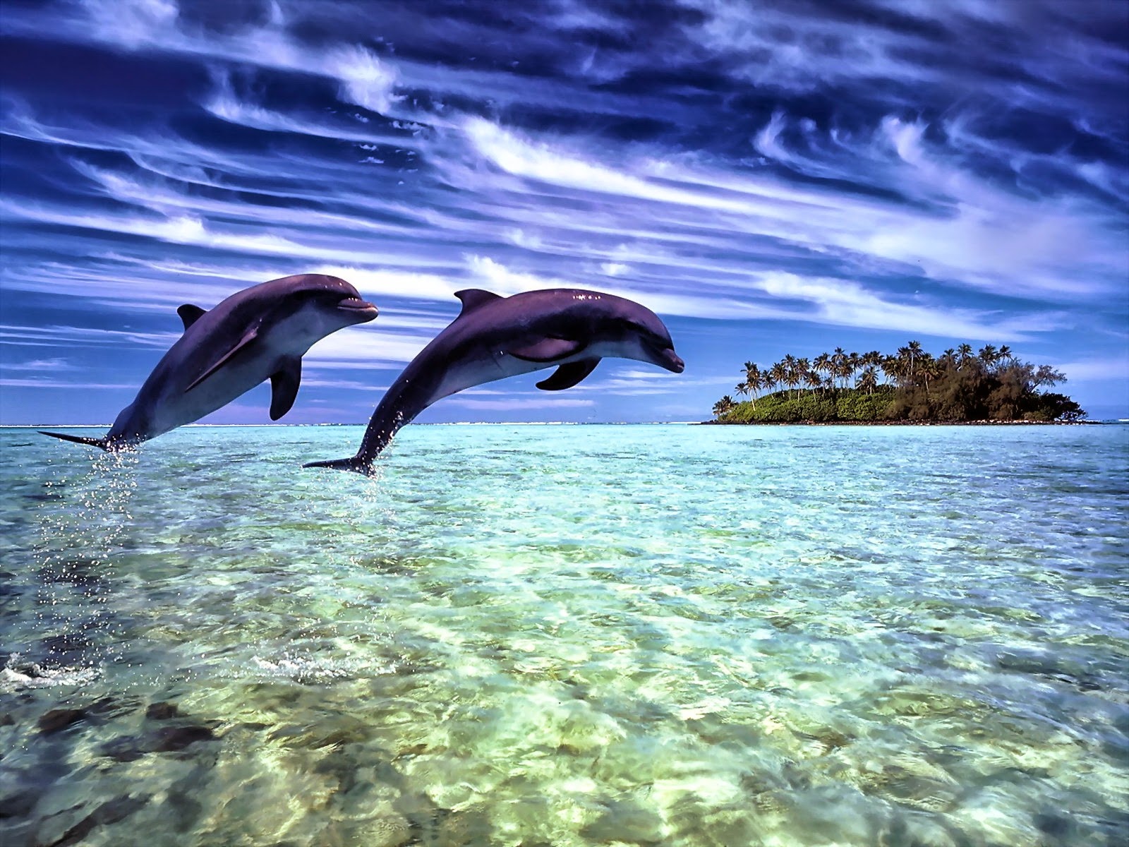 fondos de pantalla de delfines hd,delfín,delfín nariz de botella,delfín nariz de botella común,delfín común de pico corto,agua