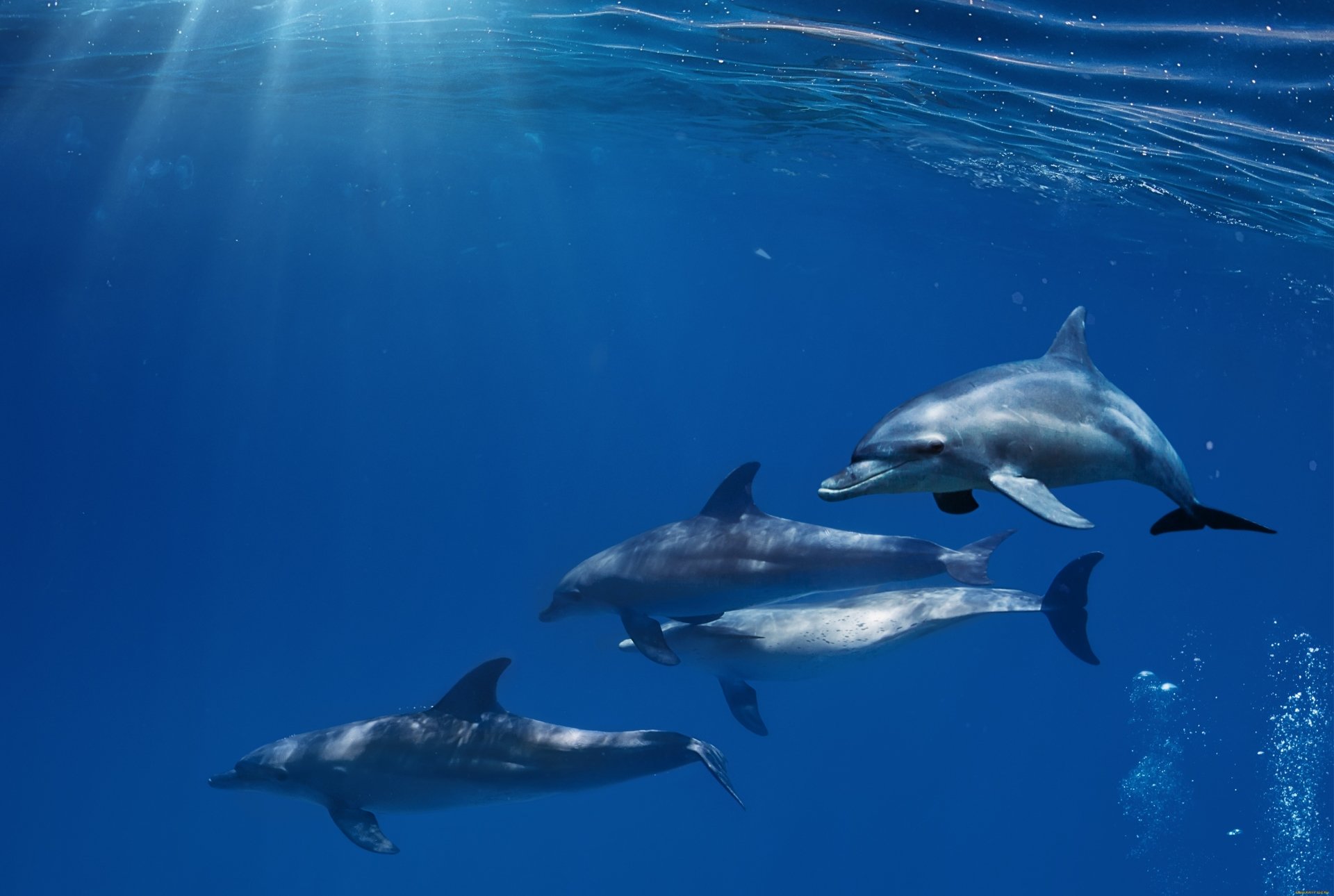 fondos de pantalla de delfines hd,mamífero marino,delfín,delfín nariz de botella común,delfín común de pico corto,delfín nariz de botella