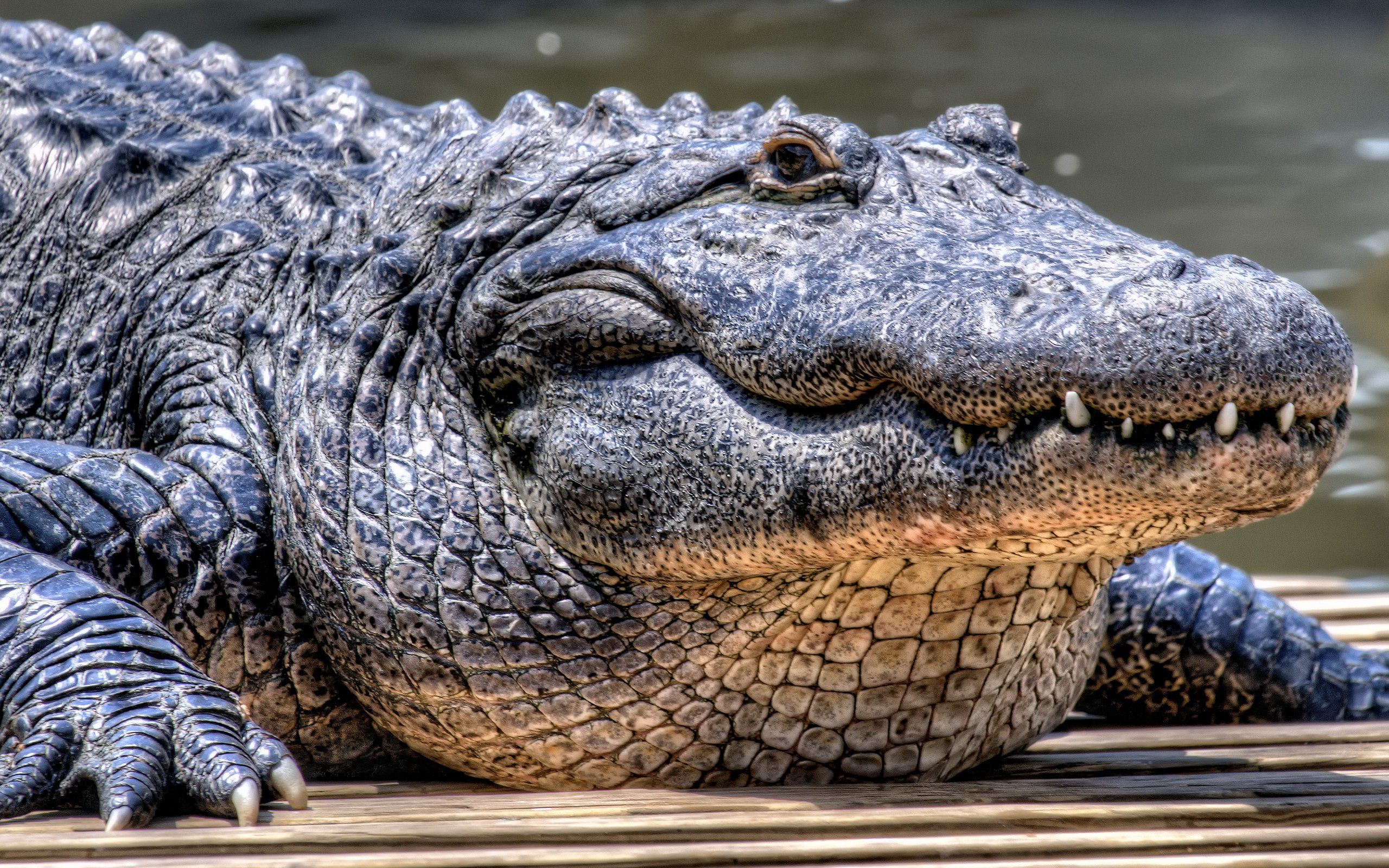 crocodile wallpaper hd,alligator,crocodilia,vertebrate,crocodile,american alligator