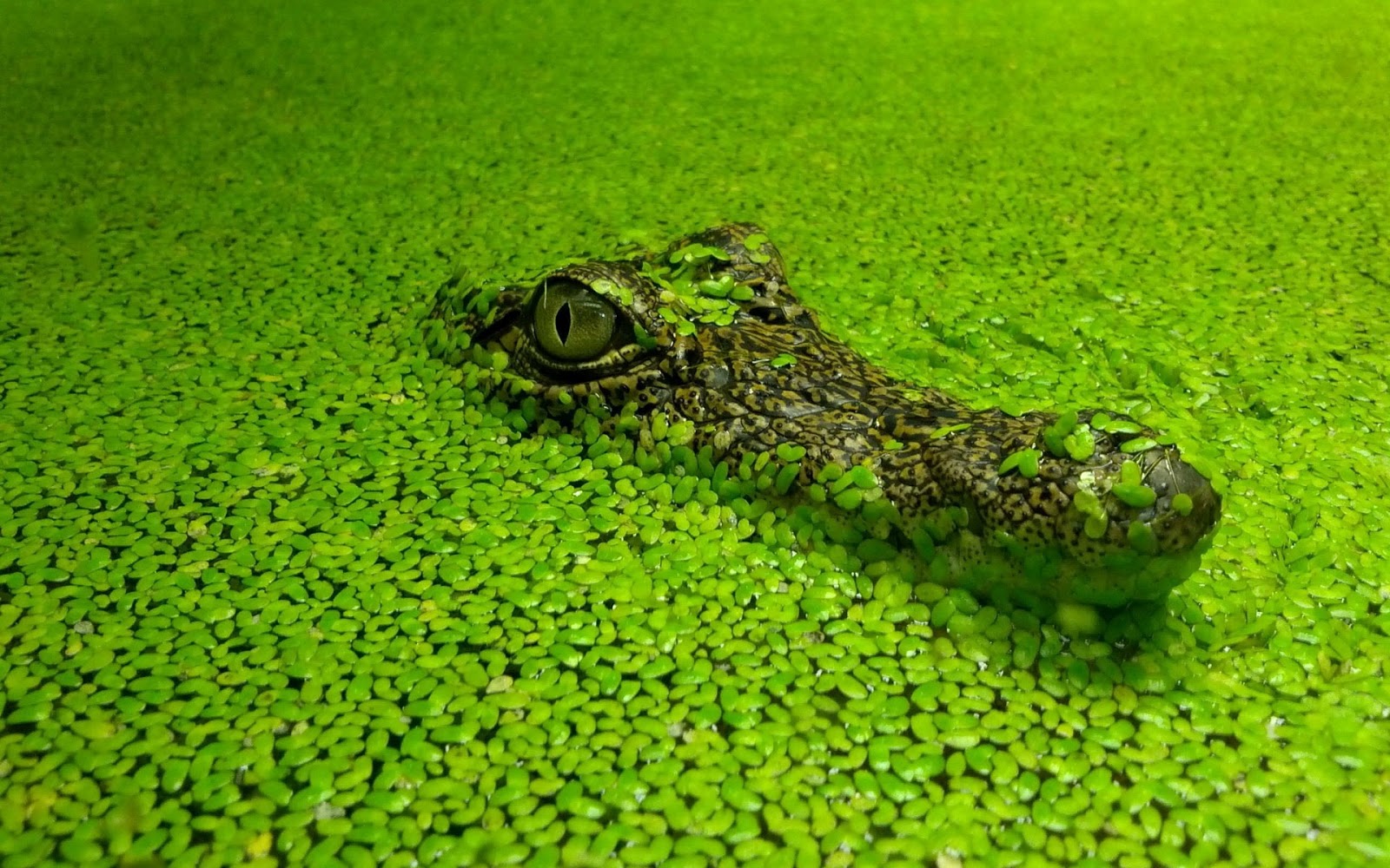 악어 벽지 hd,초록,악어,잔디,비열한,두꺼비