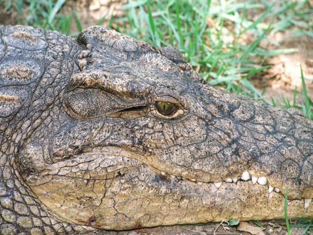 krokodil tapete hd,reptil,krokodil,nilkrokodil,alligator,salzwasserkrokodil