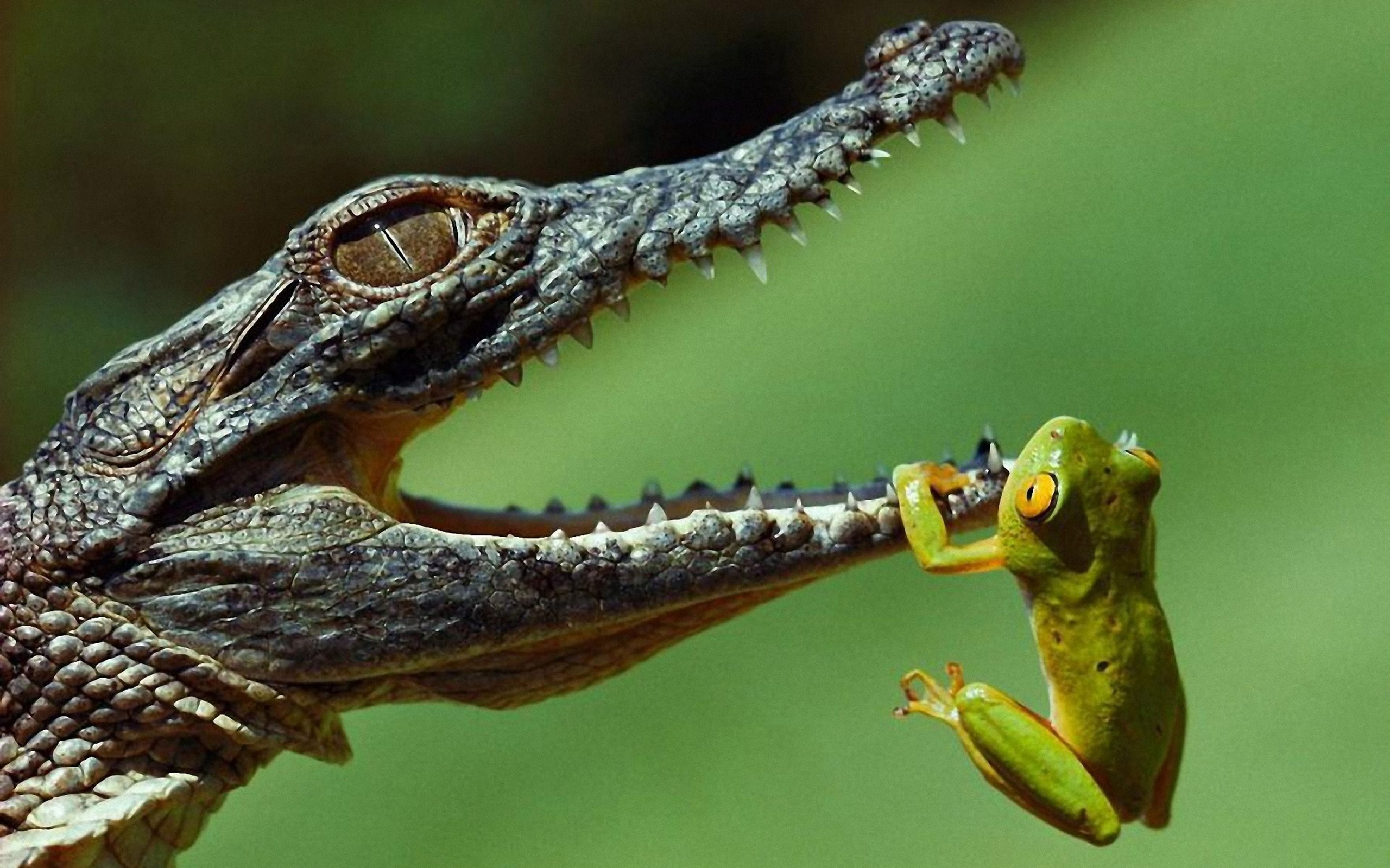 crocodile fond d'écran hd,reptile,crocodile,animal terrestre,macro photographie,faune