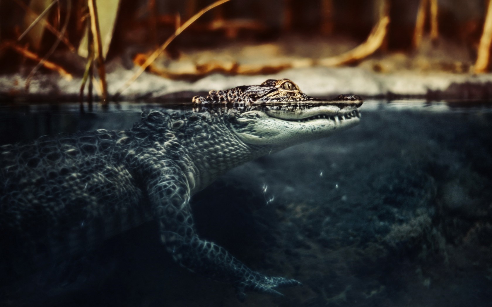 crocodile wallpaper hd,crocodilia,alligator,crocodile,saltwater crocodile,nile crocodile