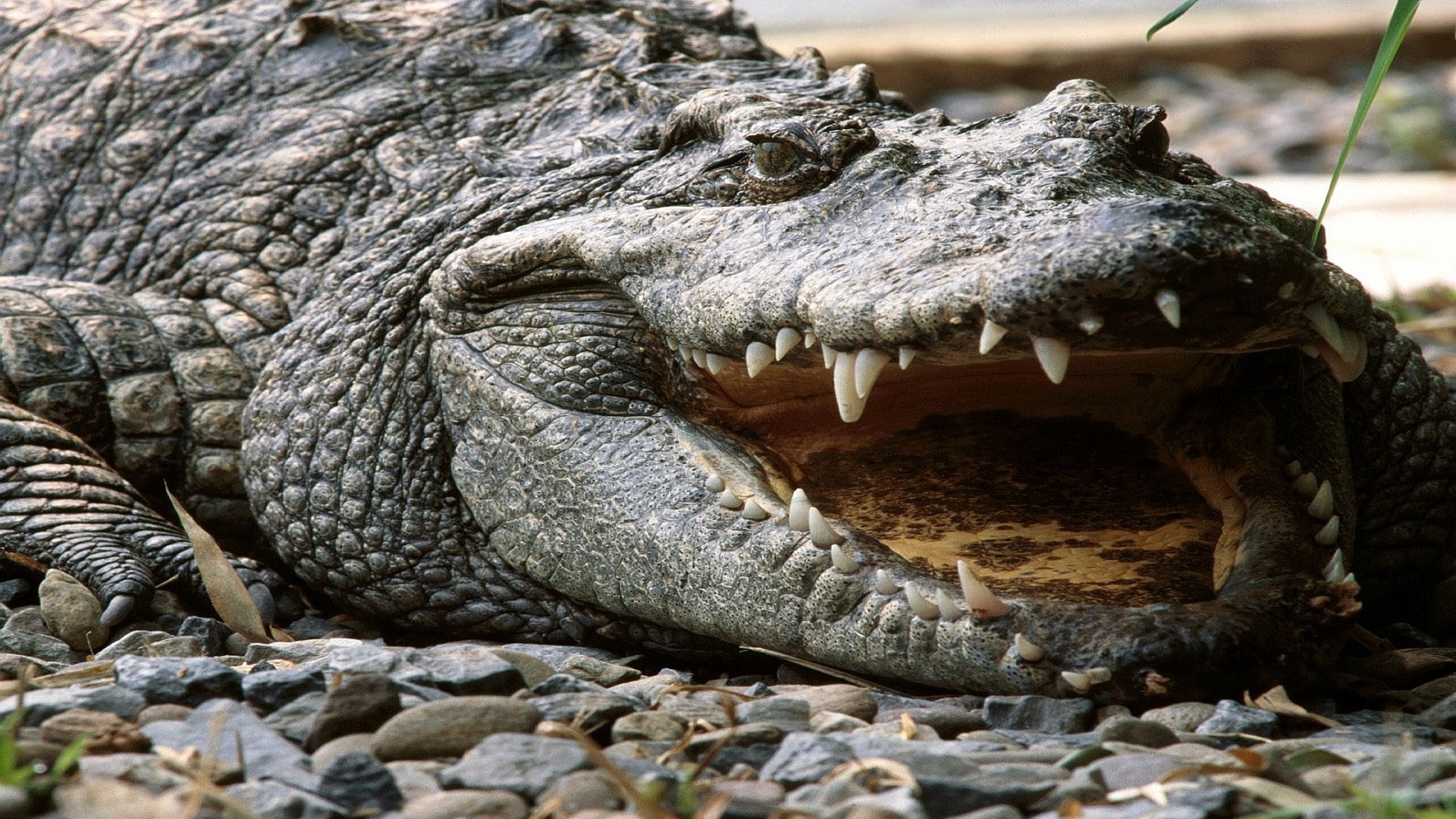 crocodile fond d'écran hd,crocodile,crocodile du nil,alligator,reptile,crocodile marin