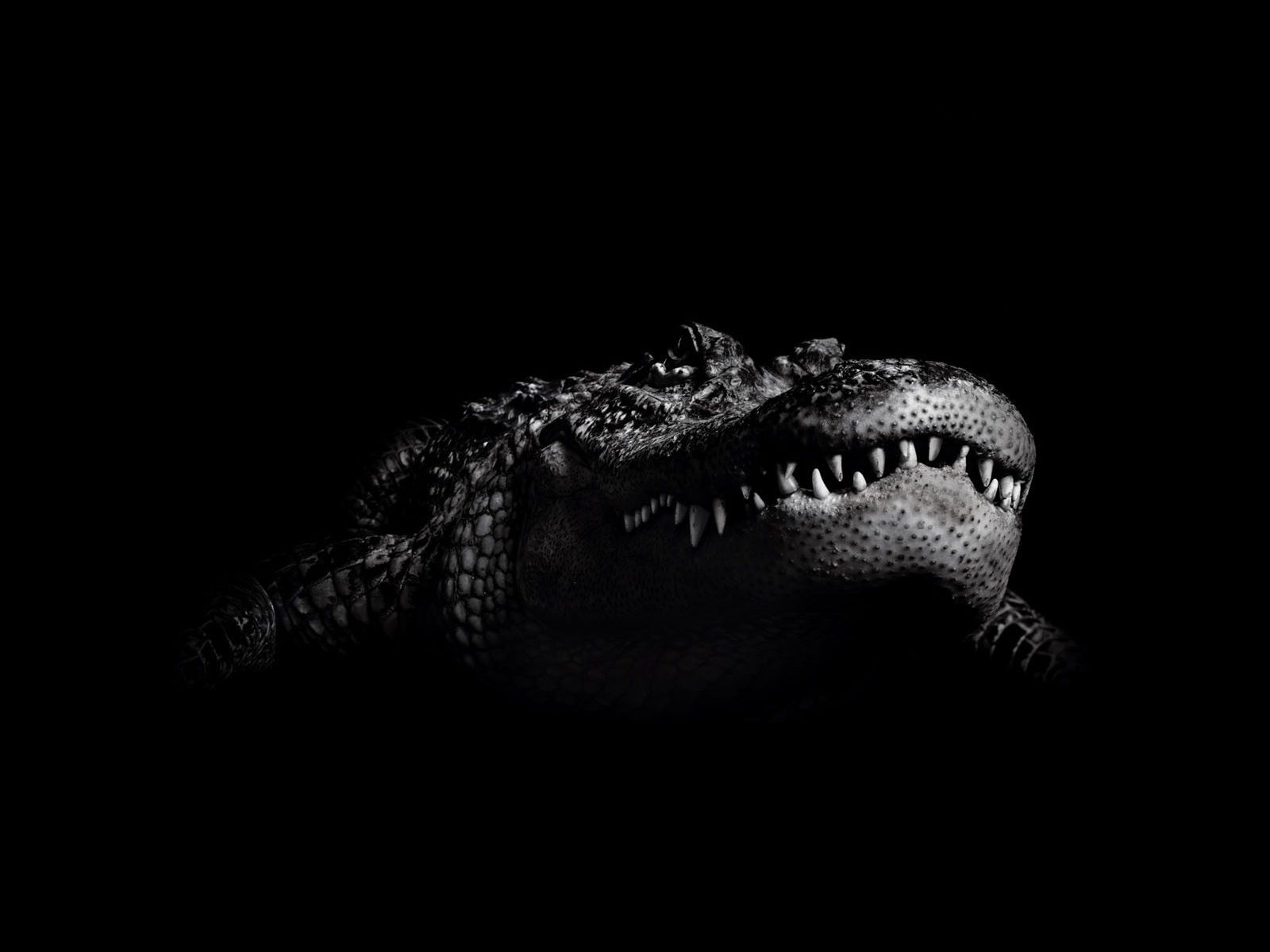 cocodrilo fondos de pantalla hd,caimán,cocodrilo,negro,reptil,cocodrilo americano