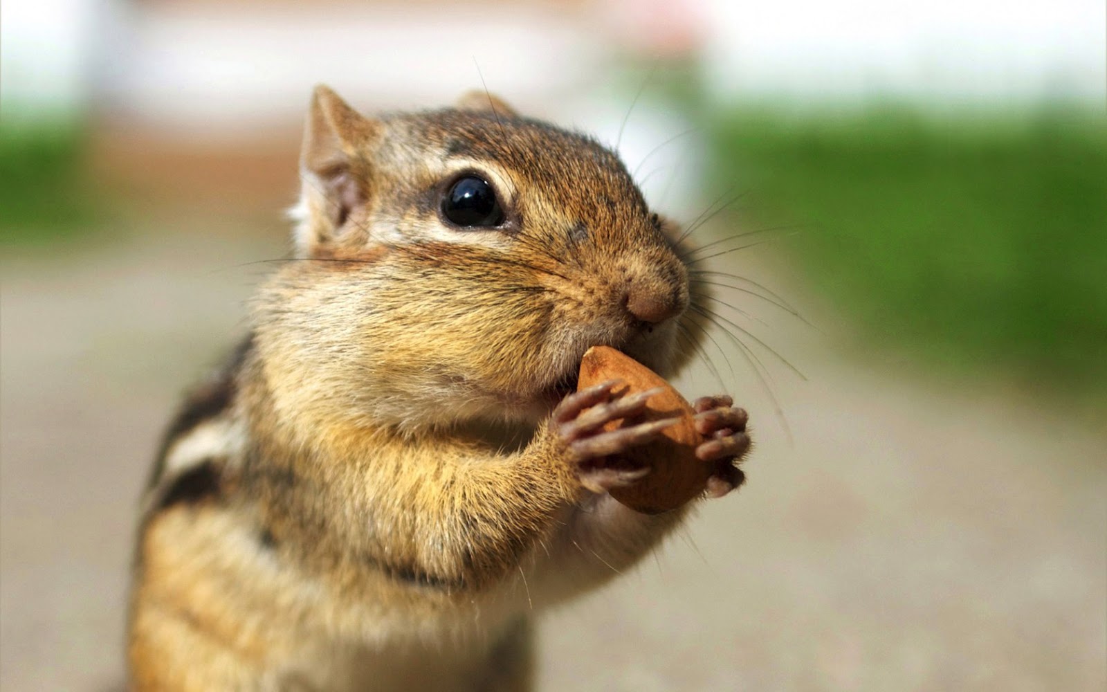 シマリスの壁紙,リス,シマリス,齧歯類,ひげ,キツネリス