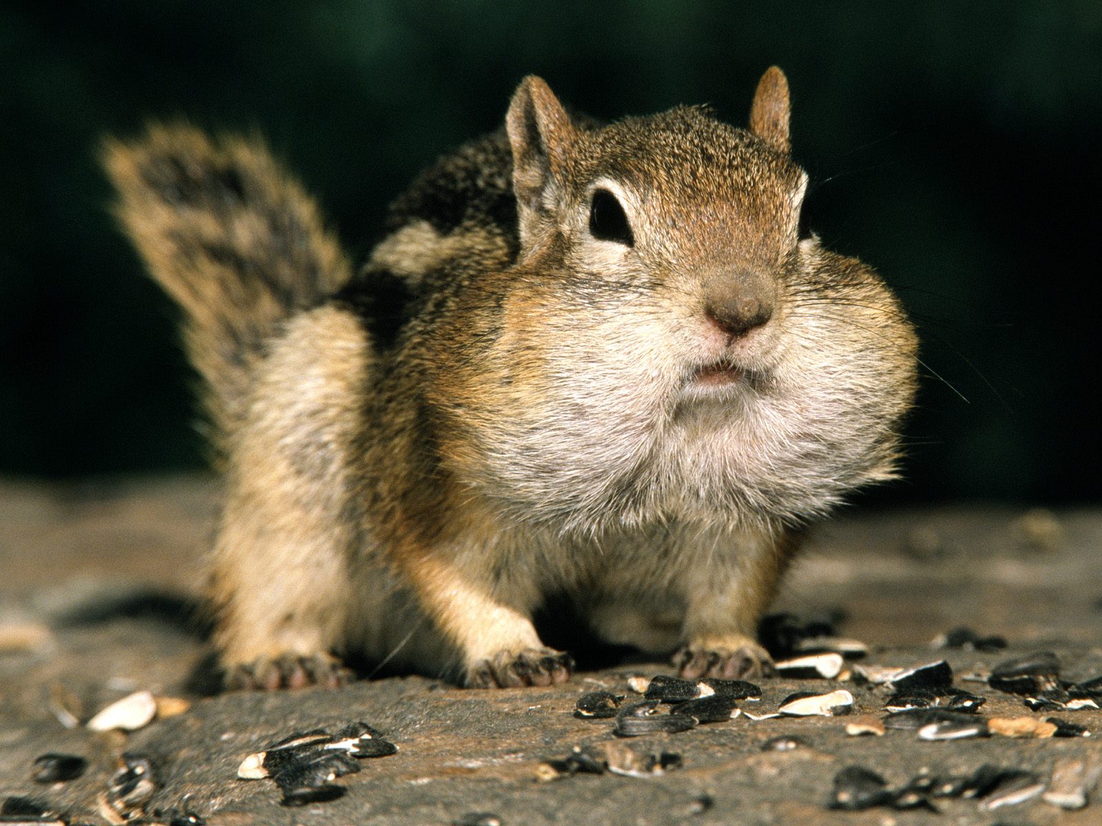 carta da parati chipmunk,scoiattolo,barba,roditore,grugno,scoiattolo