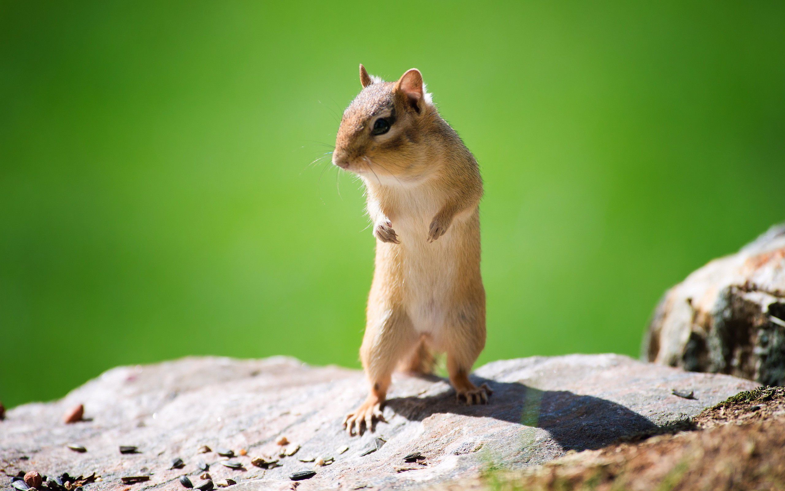 carta da parati chipmunk,scoiattolo,scoiattolo,natura,roditore,scoiattoli a terra