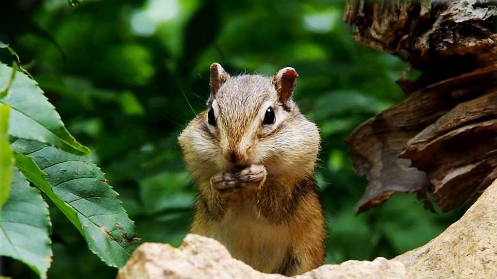 carta da parati chipmunk,scoiattolo,scoiattolo,scoiattolo volpe,roditore,natura