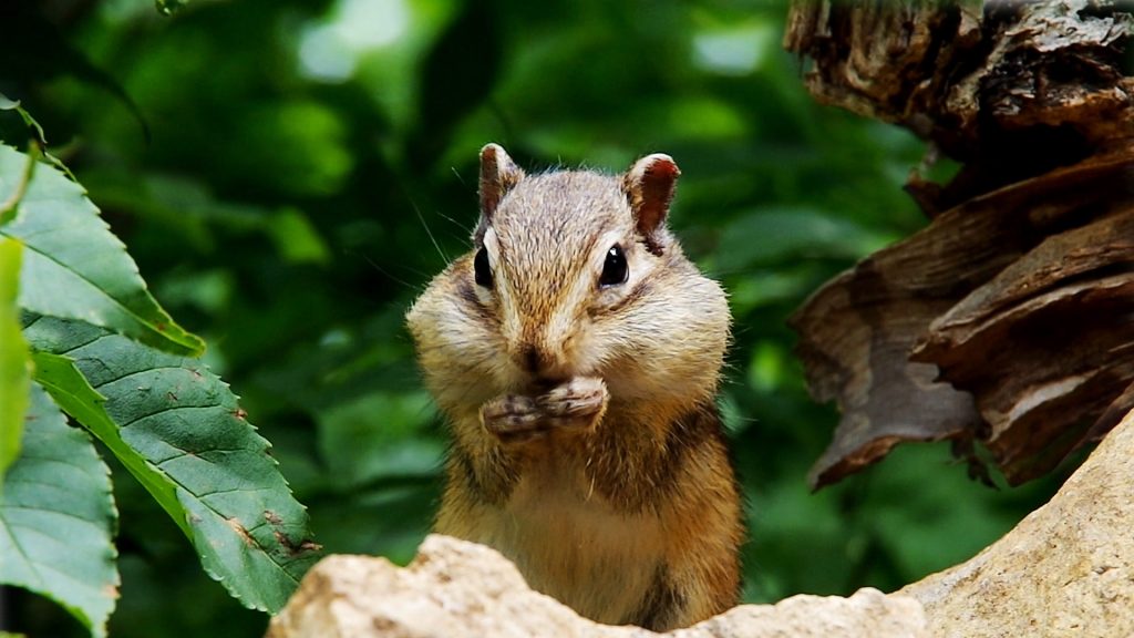 chipmunk wallpaper,squirrel,mammal,vertebrate,eastern chipmunk,chipmunk