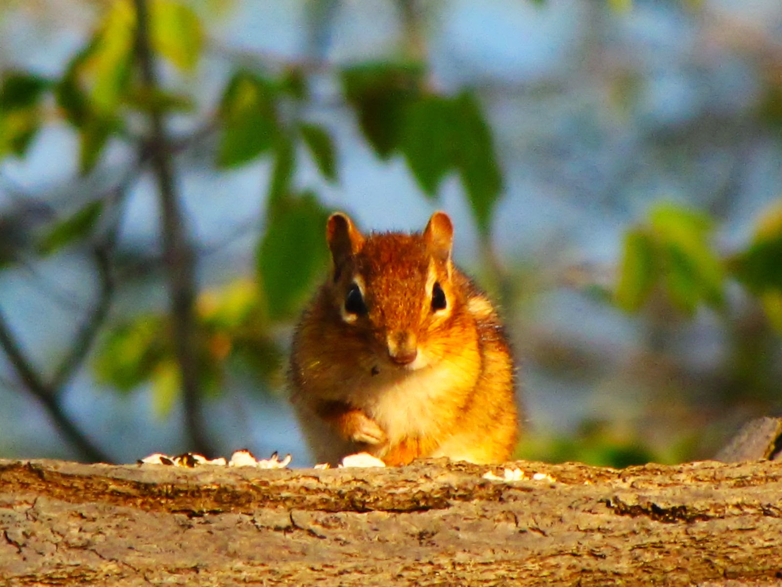 carta da parati chipmunk,scoiattolo,scoiattolo volpe,natura,barba,roditore