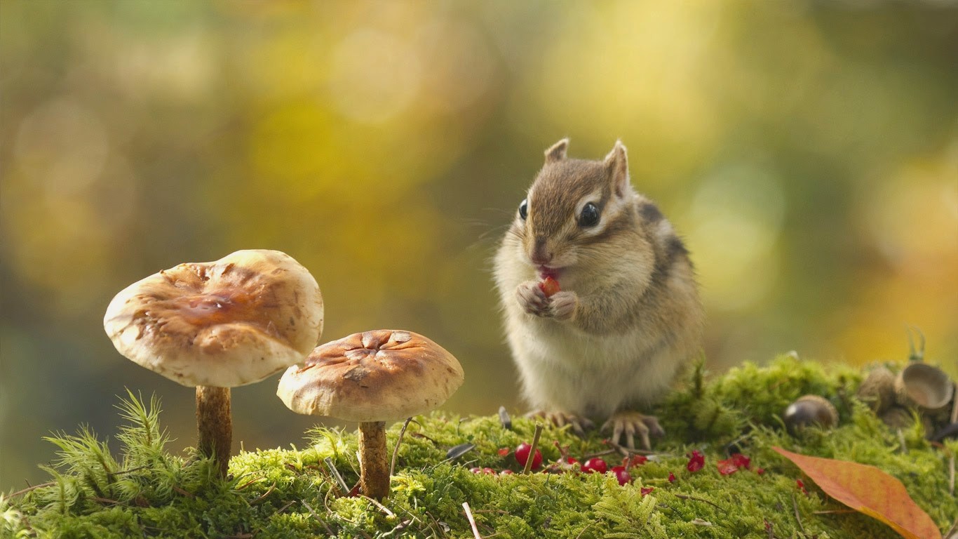 シマリスの壁紙,リス,野生動物,シマリス,草,齧歯類