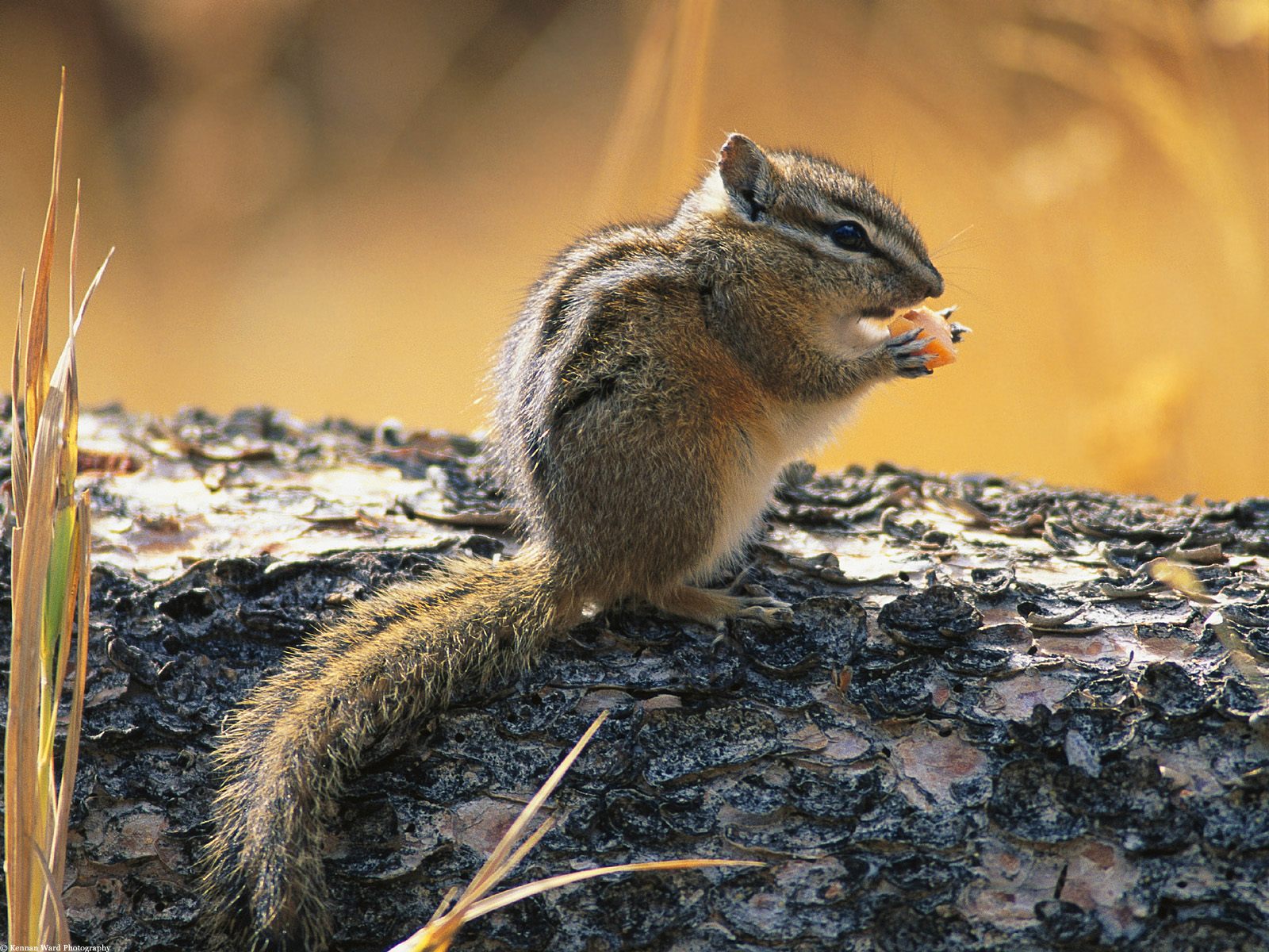 carta da parati chipmunk,scoiattolo,scoiattolo,scoiattolo volpe,scoiattoli a terra,roditore