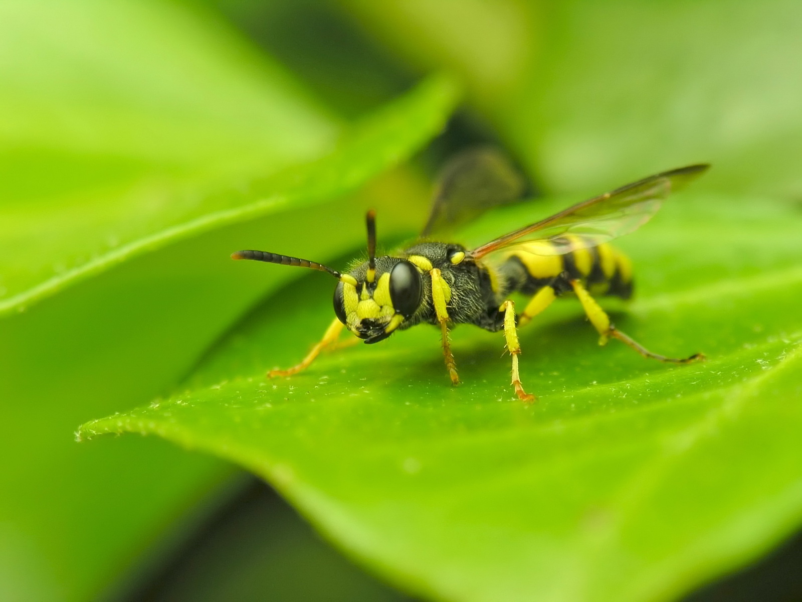 insektentapete,insekt,pest,wirbellos,wespe,wespe