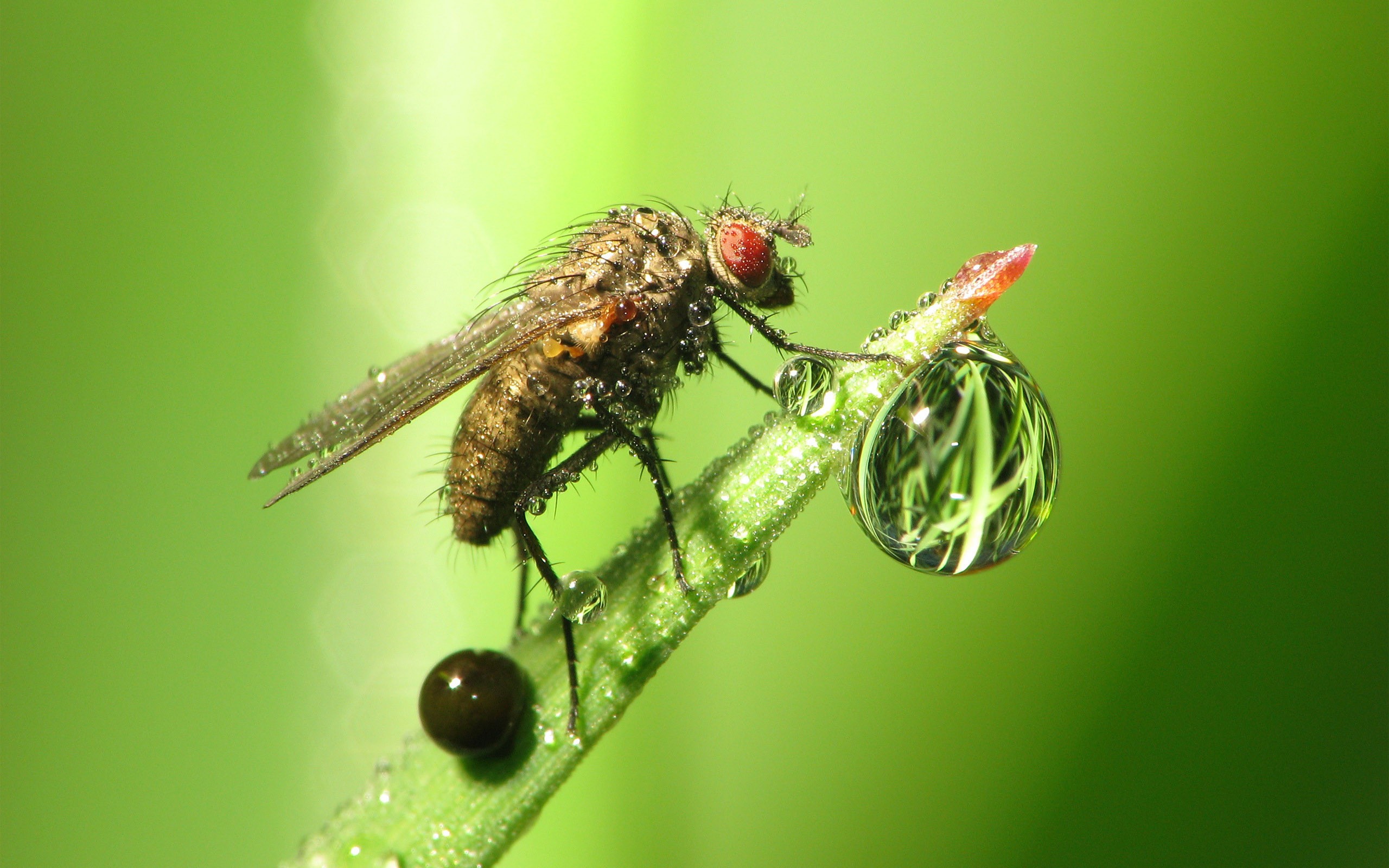 insektentapete,insekt,stubenfliege,stabile fliege,makrofotografie,tachinidae