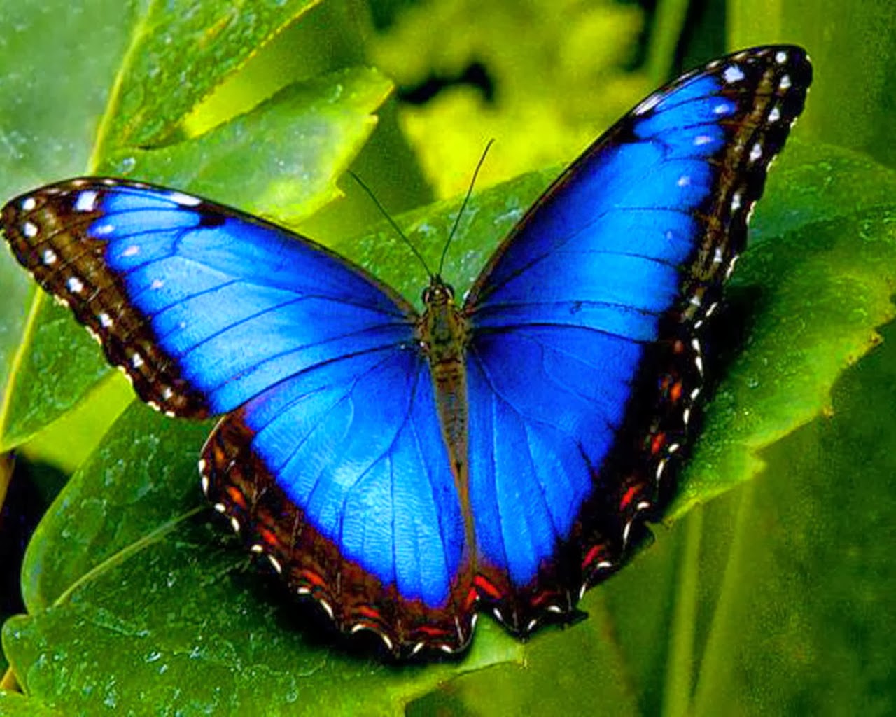 insektentapete,motten und schmetterlinge,schmetterling,insekt,wirbellos,apatura