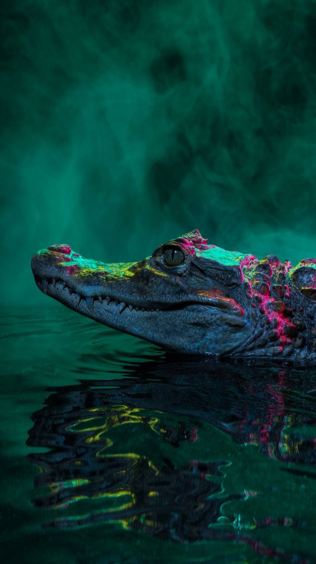 croc wallpaper,green,alligator,crocodilia,reptile,crocodile