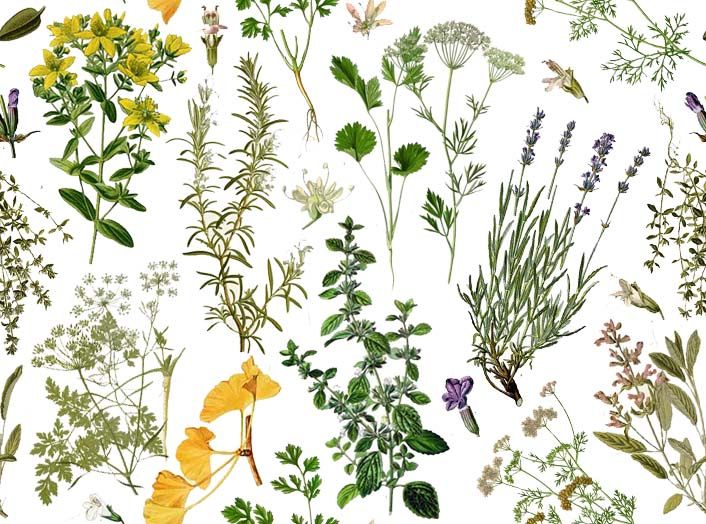 herb wallpaper,flower,plant,flowering plant,botany,subshrub