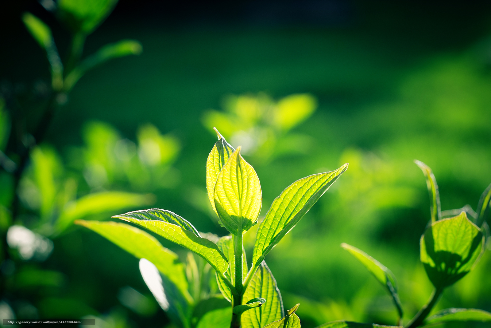 papier peint aux herbes,vert,feuille,la nature,fleur,plante