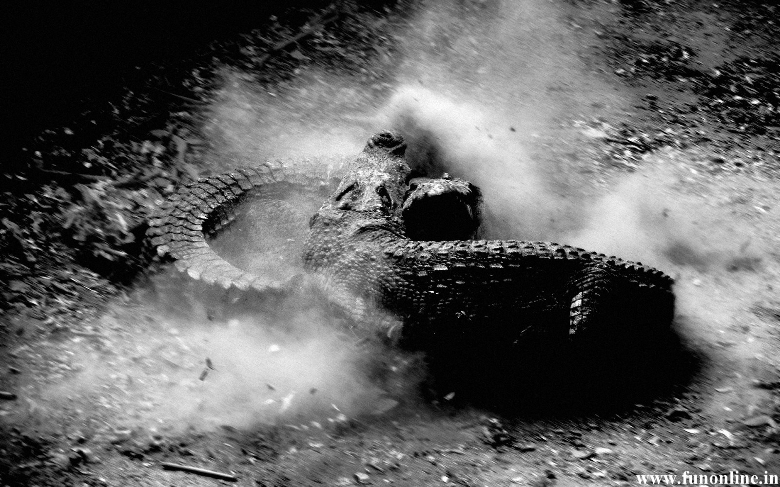 black crocodile wallpaper,black and white,water,geological phenomenon,monochrome photography,monochrome