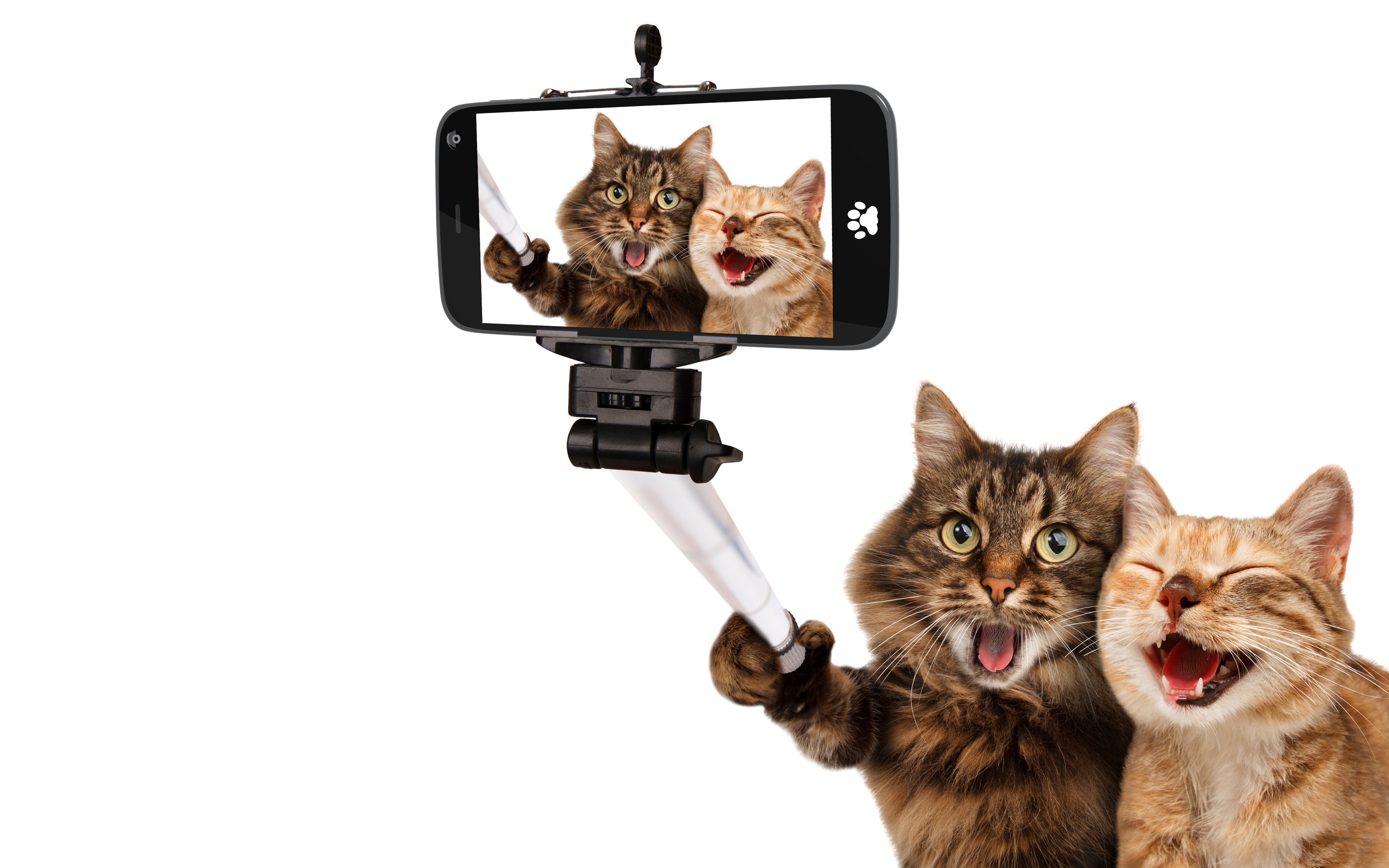 selfie wallpaper,katze,kleine bis mittelgroße katzen,felidae,schnurrhaare,kätzchen