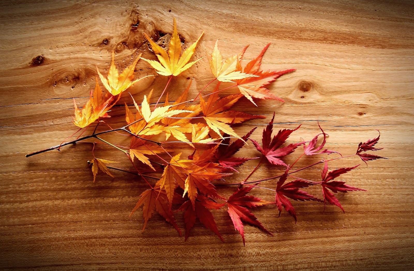 wallpapers para laptop,leaf,still life photography,yellow,tree,sky