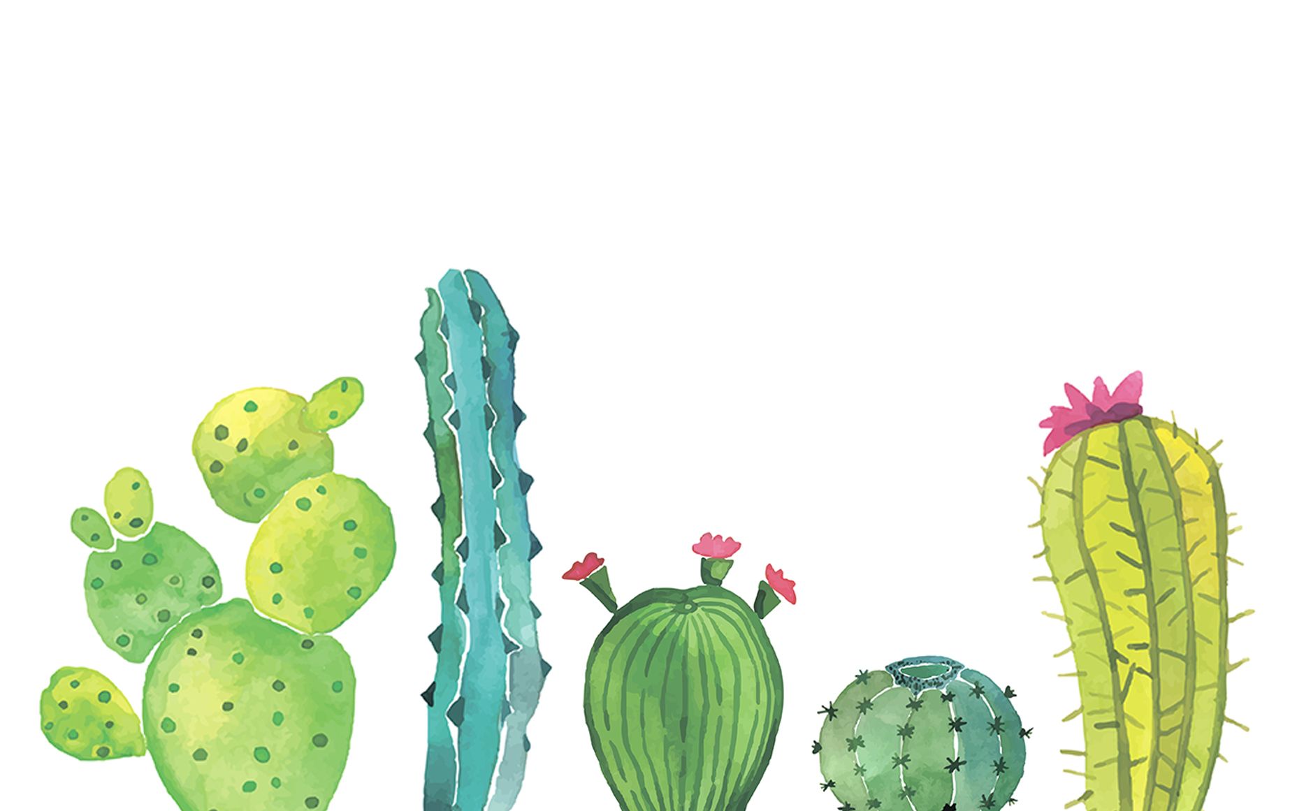 sfondi per laptop,cactus,saguaro,barbary fig,pianta,cactus di san pedro