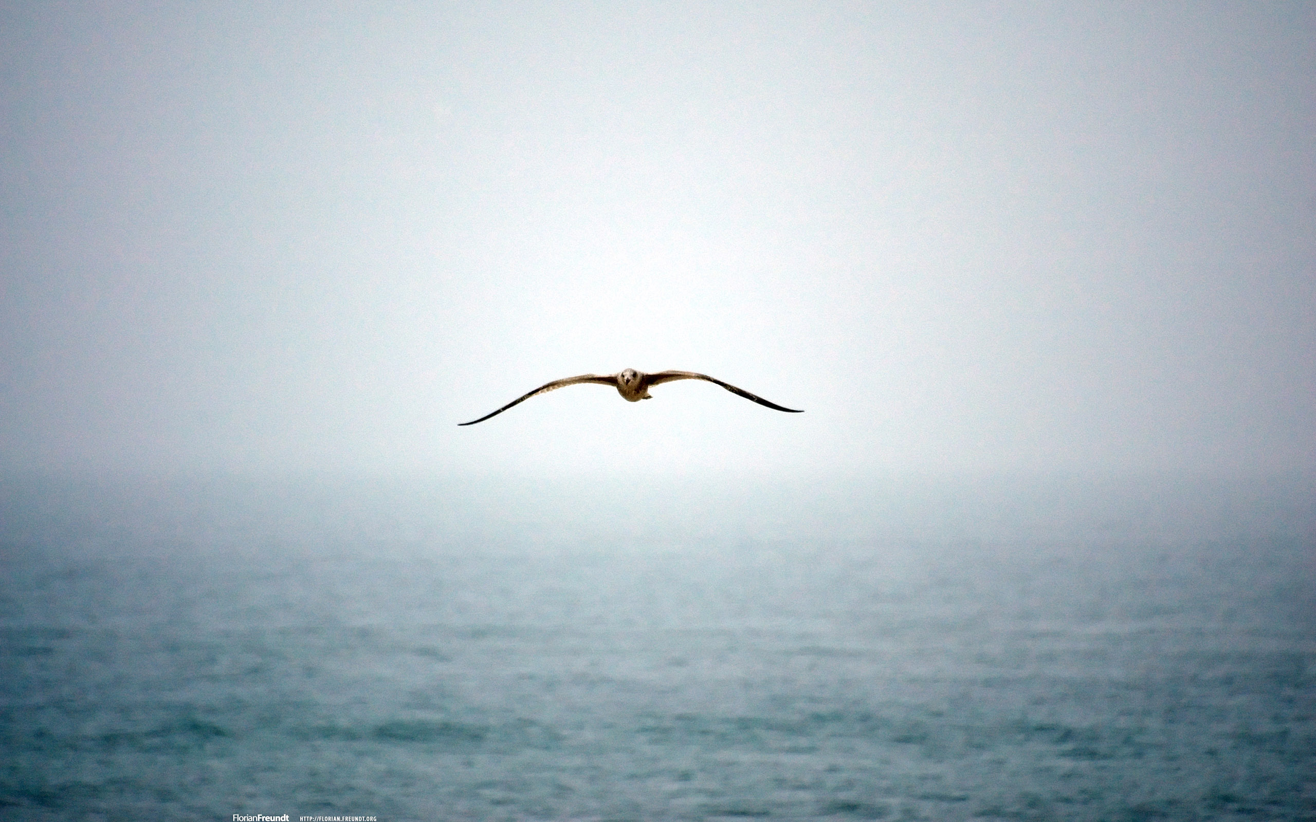 determinación de fondo de pantalla,cielo,mar,agua,horizonte,ave marina