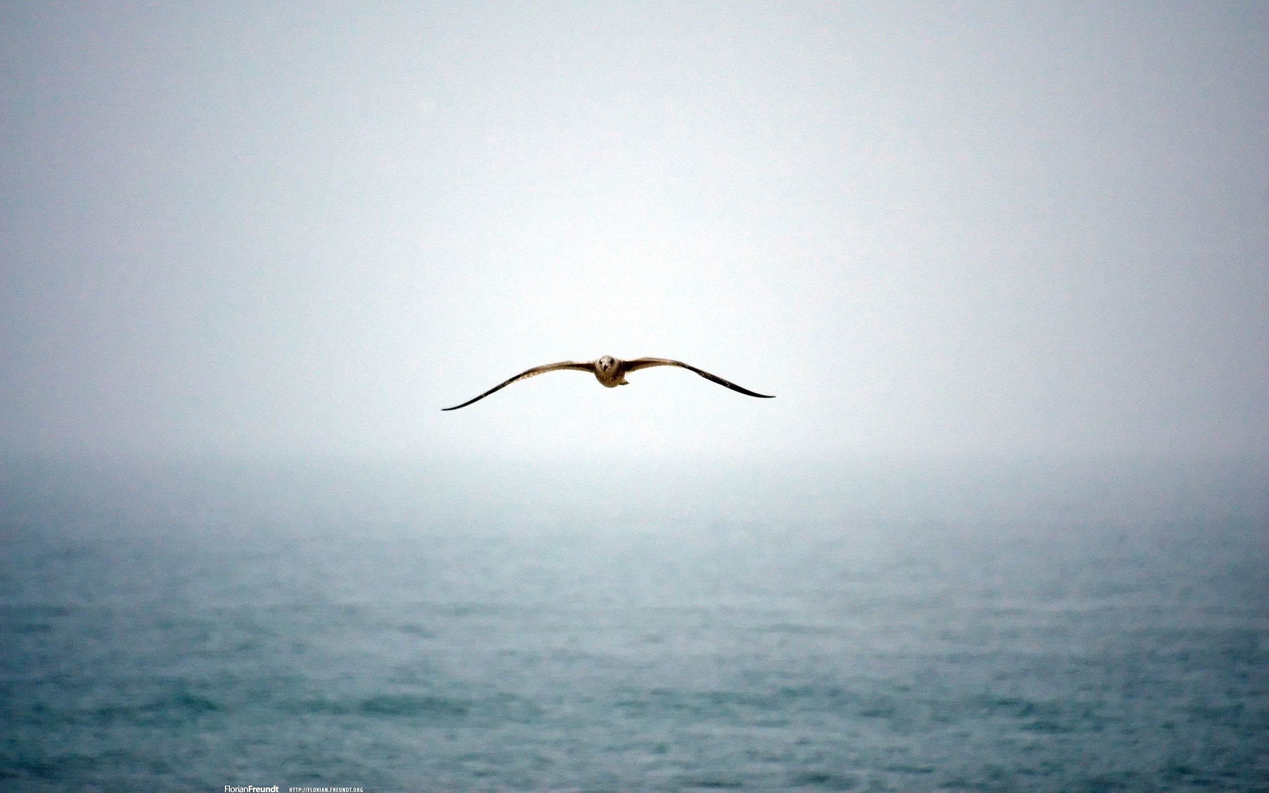 determination wallpaper,sky,sea,water,horizon,seabird