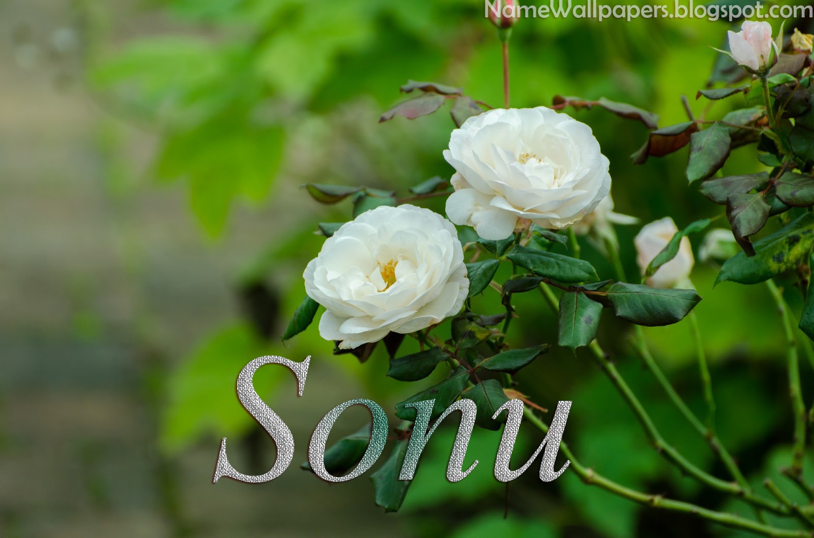 carta da parati nome sanu,fiore,pianta fiorita,julia child rose,floribunda,pianta