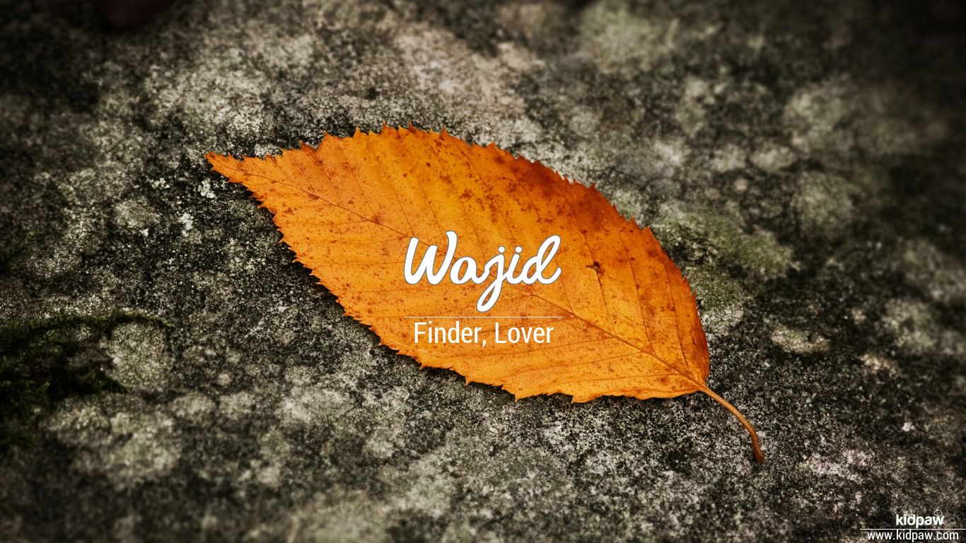 wajid name wallpaper,leaf,orange,yellow,deciduous,tree