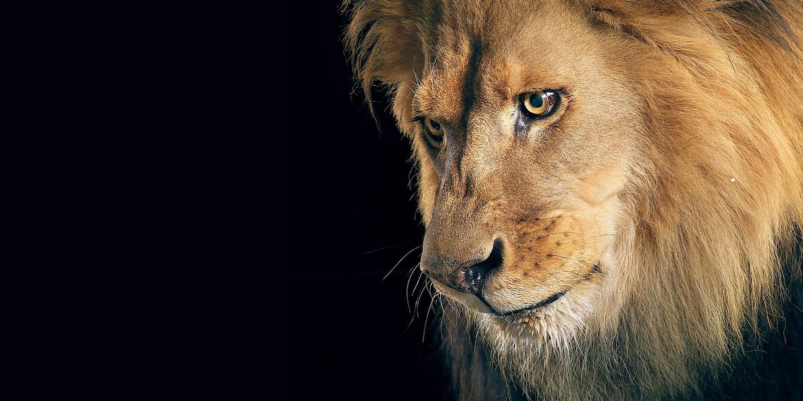 fond d'écran leon hd,lion,faune,cheveux,lion masai,félidés