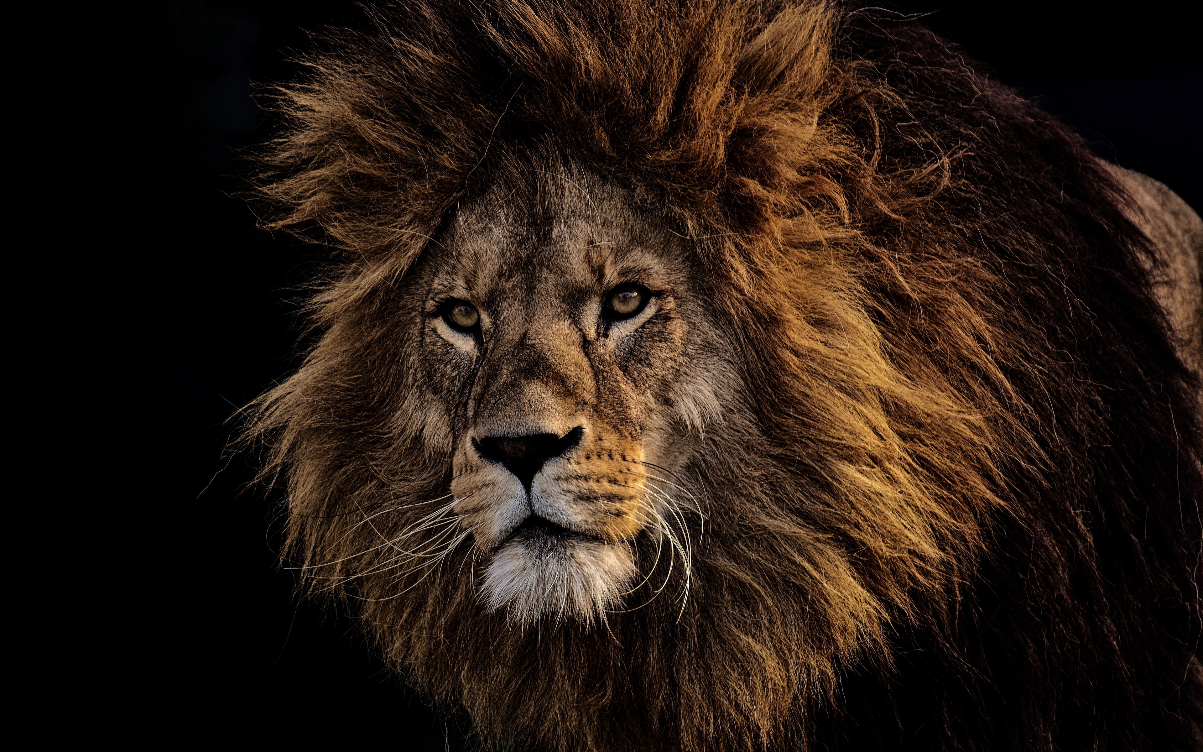 leon hd wallpaper,lion,vertebrate,hair,wildlife,mammal