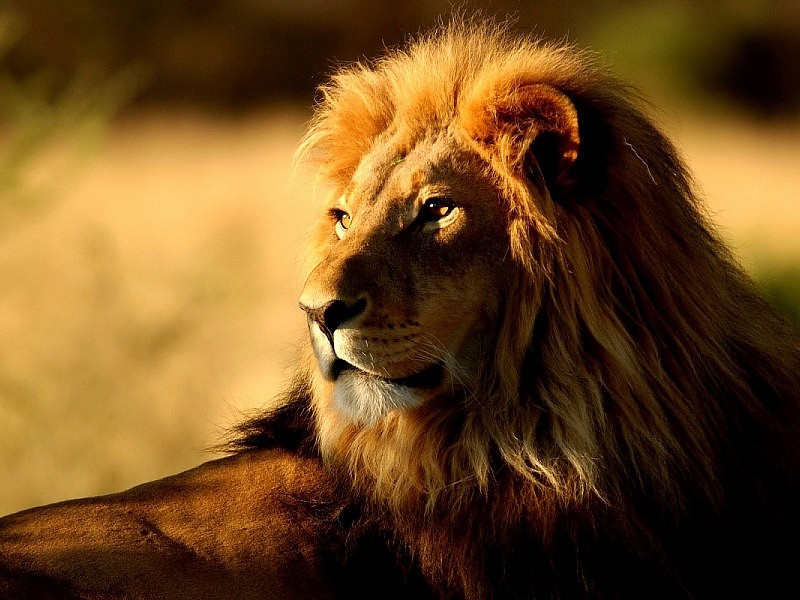 fond d'écran leon hd,lion,faune,lion masai,cheveux,félidés