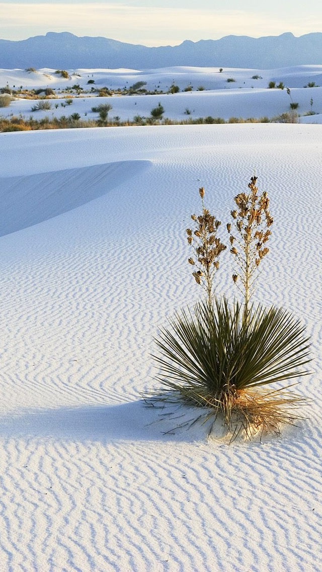 fond d'écran blanc hd pour android,la nature,yucca,le sable,paysage naturel,fleur