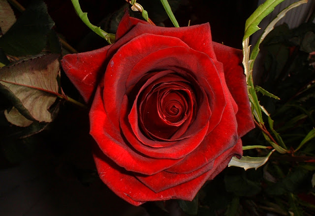 最高の赤い壁紙,花,庭のバラ,開花植物,赤,ローズ