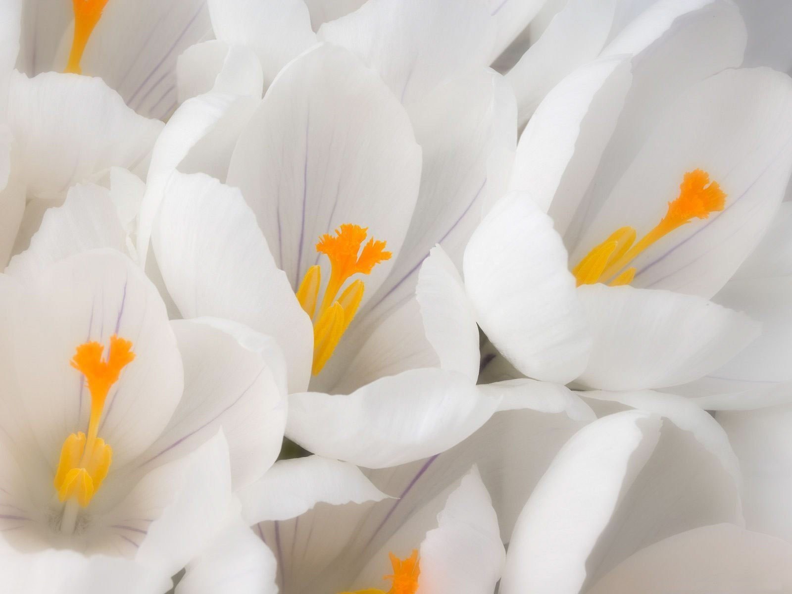 migliori sfondi bianchi,bianca,petalo,fiore,pianta,croco