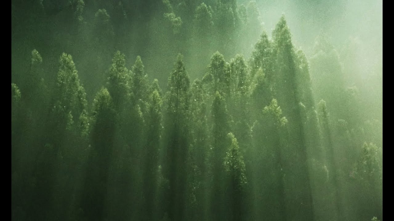 v20 fondo de pantalla,verde,agua,naturaleza,ligero,árbol