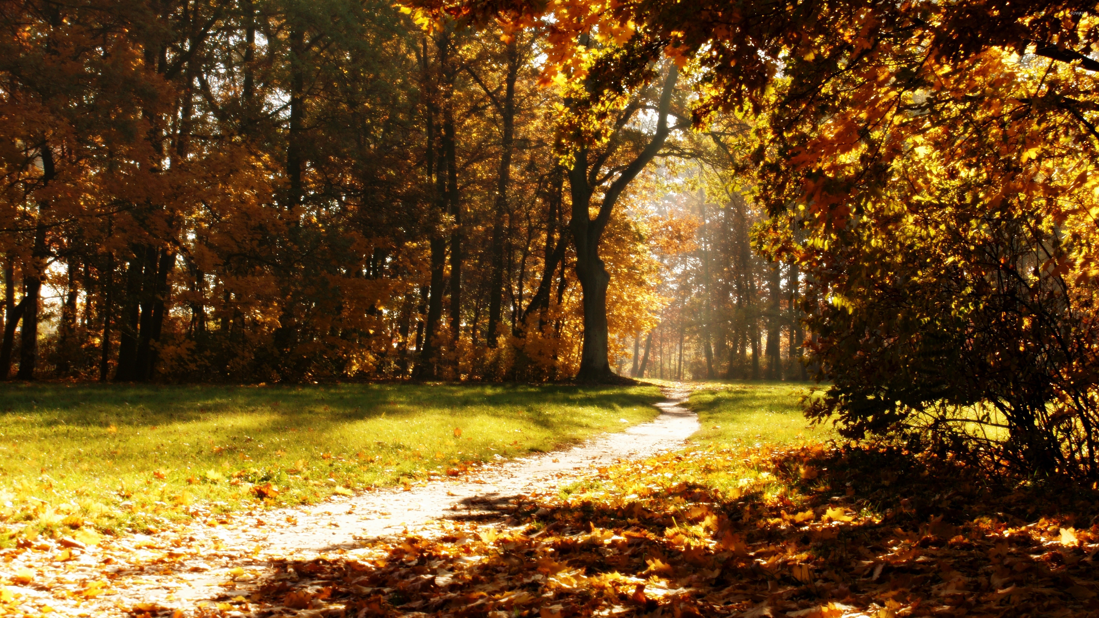 increíbles fondos de pantalla para paredes,paisaje natural,árbol,naturaleza,hoja,luz del sol