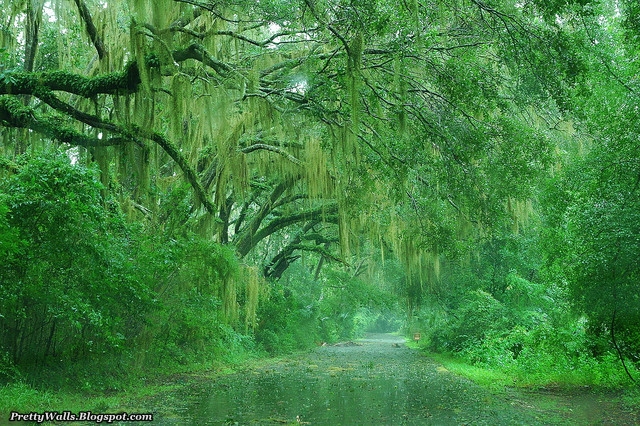 壁の素晴らしい壁紙,緑,自然の風景,自然,木,森林