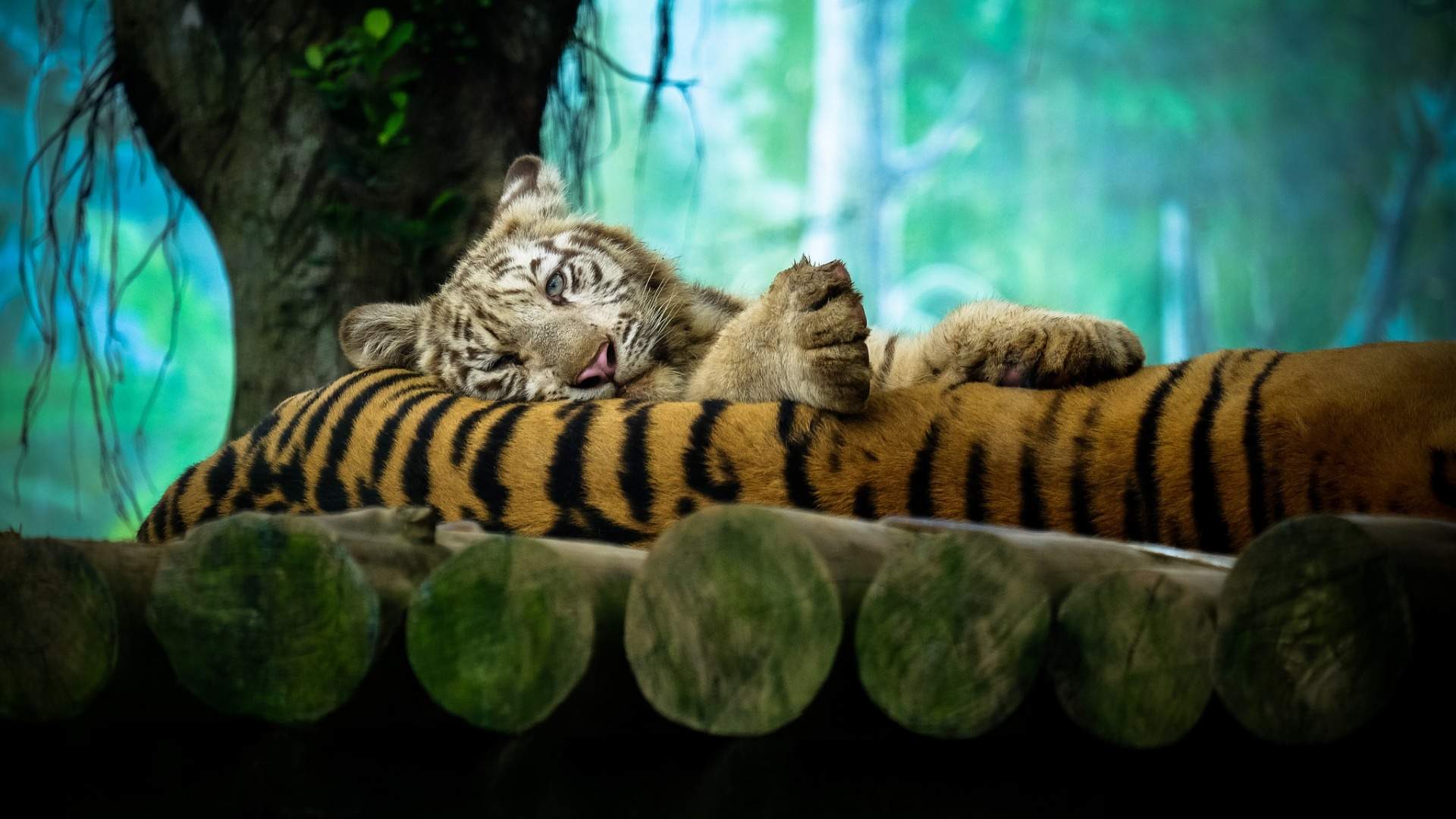 tolle tapeten für wände,tiger,bengalischer tiger,sibirischer tiger,felidae,tierwelt