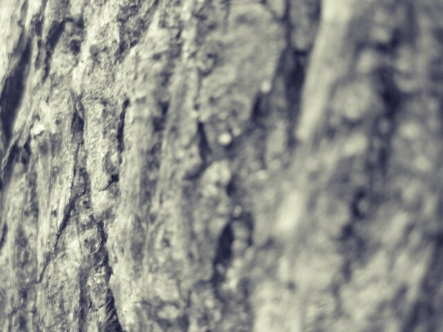 wallpaper fotografer,tree,trunk,rock,woody plant,close up