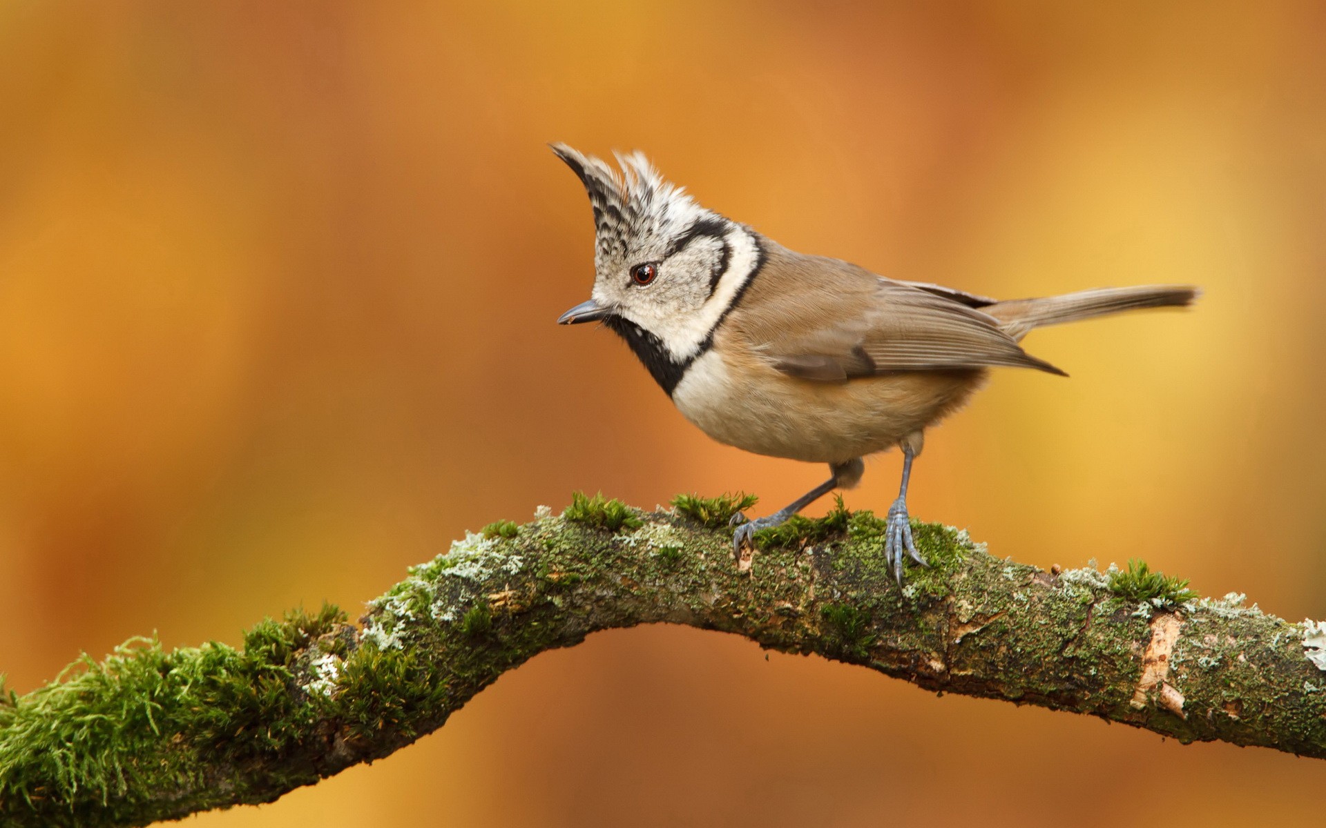 벽에 놀라운 배경 화면,새,앉은 새,야생 동물,구세계 flycatcher,우는 새