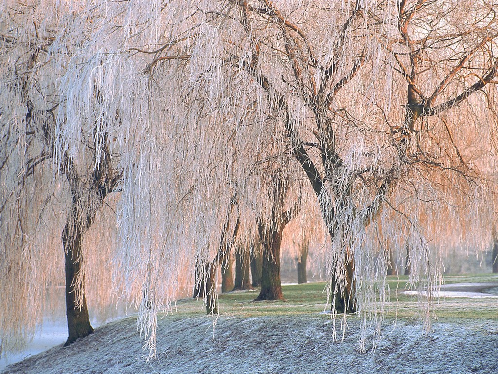 weeping wallpaper,tree,natural landscape,woody plant,plant,water