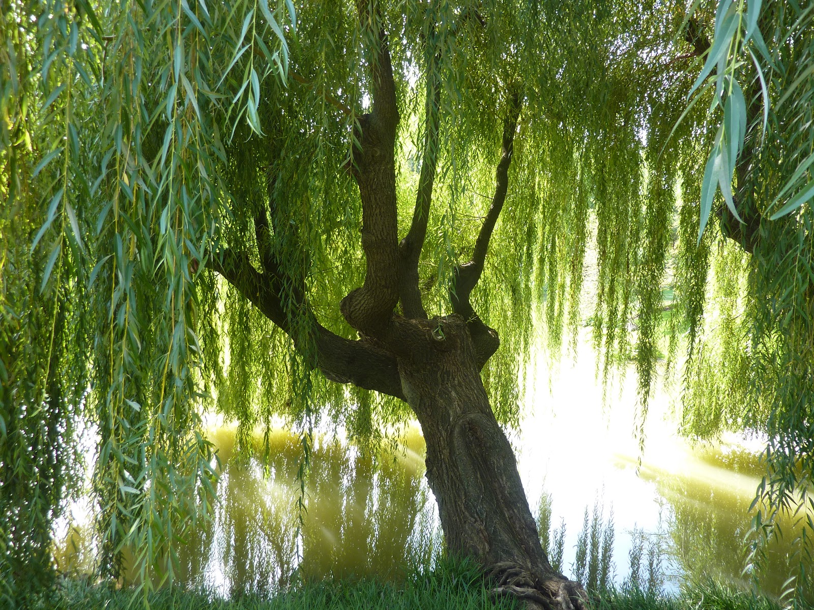 しだれ壁紙,木,自然,緑,自然の風景,古い成長林