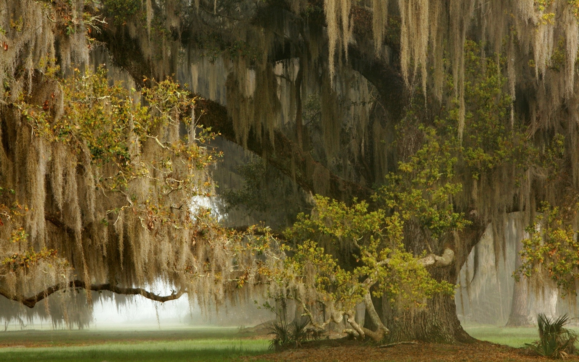 carta da parati piangente,natura,paesaggio naturale,formazione,acqua,albero