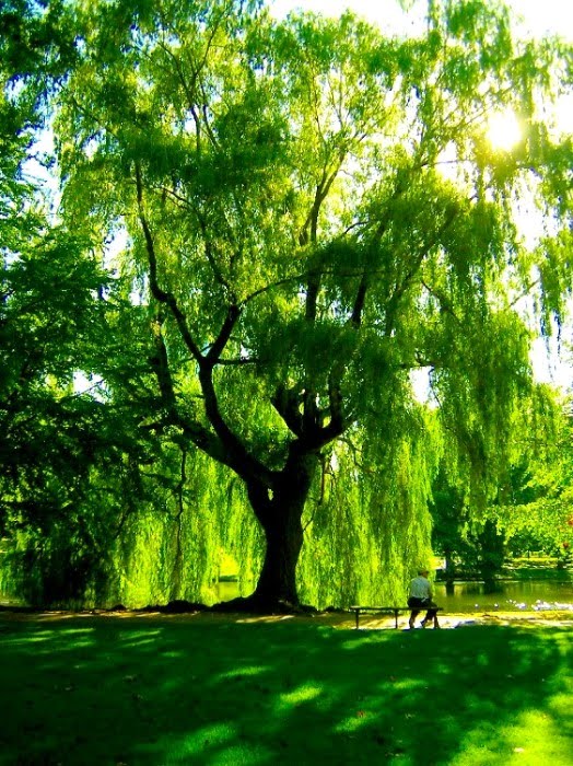 weeping wallpaper,tree,green,natural landscape,nature,woody plant