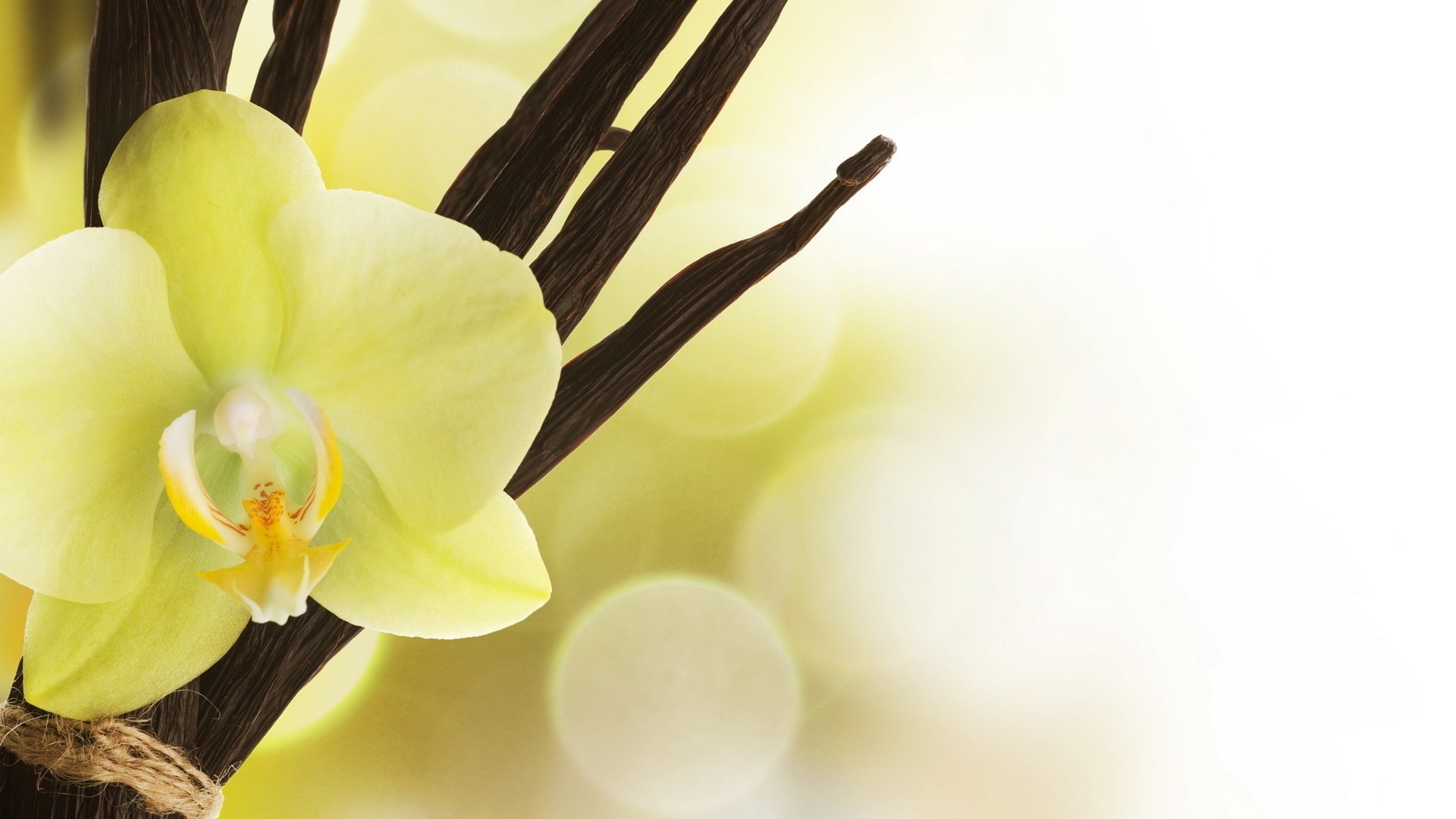 fondo de pantalla de vainilla,blanco,flor,amarillo,pétalo,planta