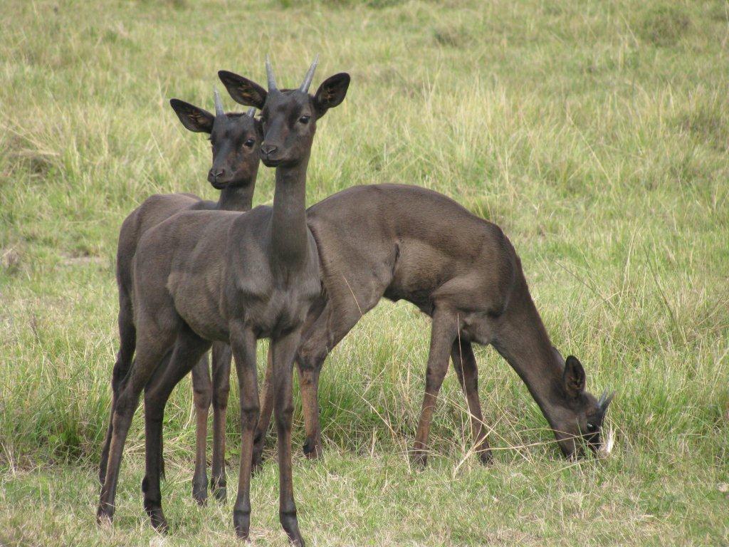 珍しい壁紙のhd,野生動物,陸生動物,鹿,草原,国立公園