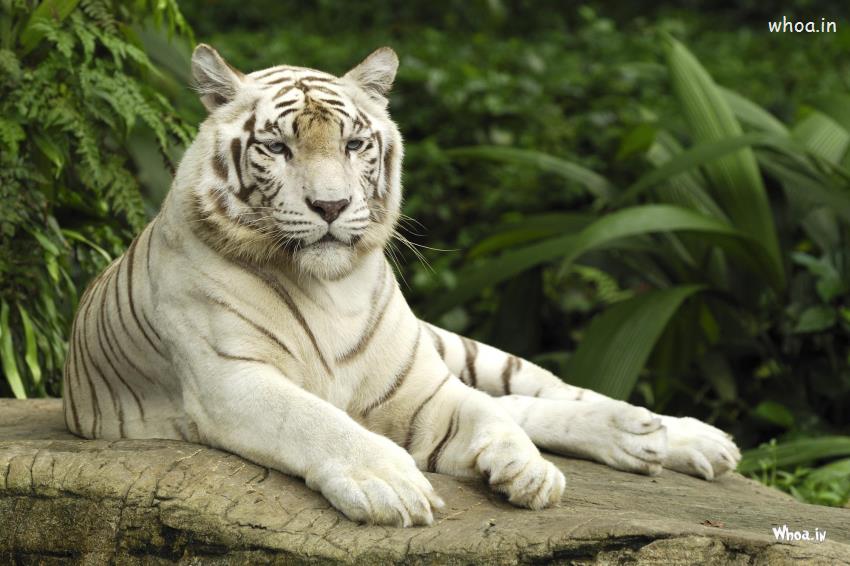 seltene tapete hd,tiger,bengalischer tiger,tierwelt,landtier,felidae